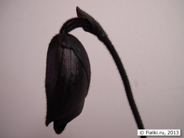 orchid