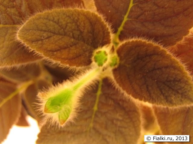 Kohleria 'Rolo Peridots'