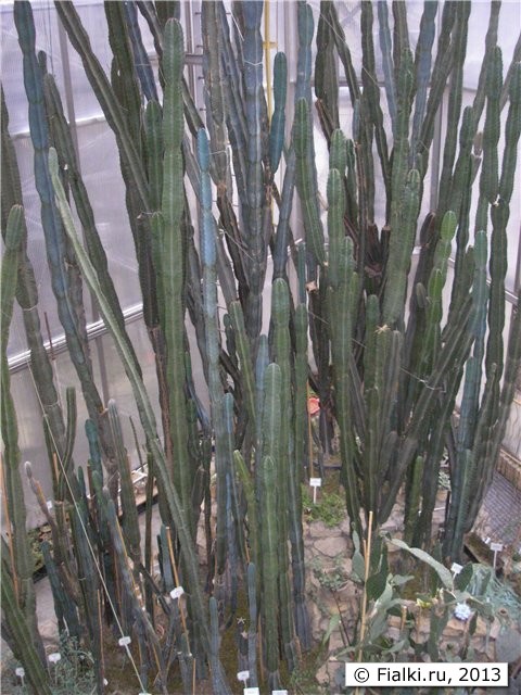кактусы