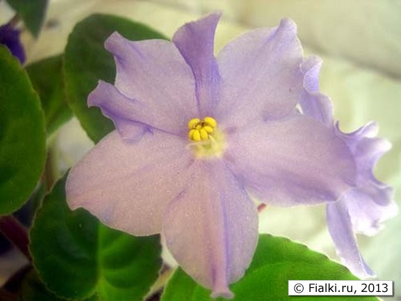 blue nile flower