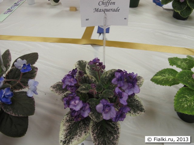plant