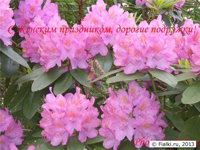 Вам, девочки!