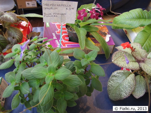 streptocarpus