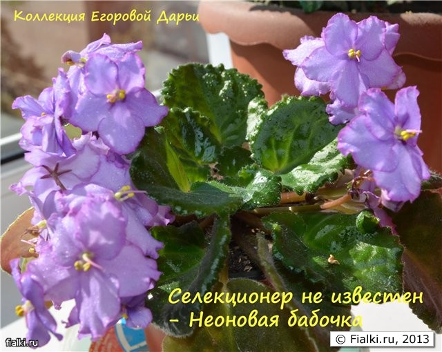Неоновая бабочка