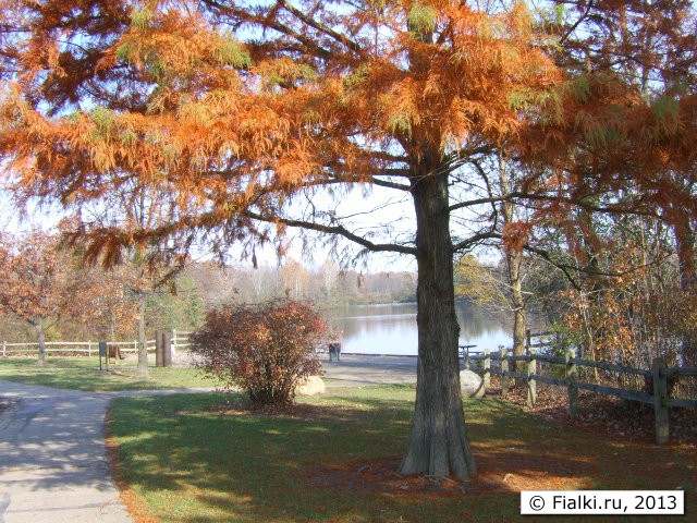tree