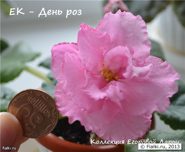 ДЕнь роз