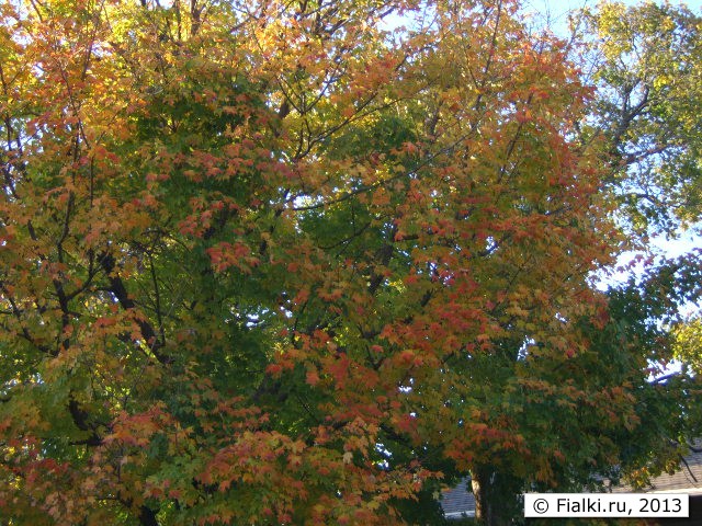 tree