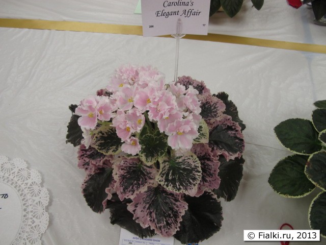 plant
