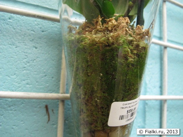 moss 