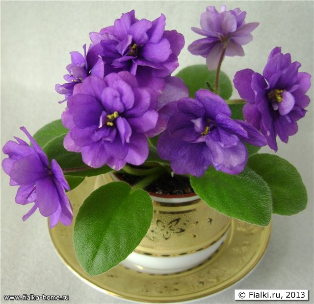 Orchaid's Purple Haze