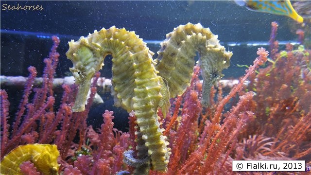 seahorses