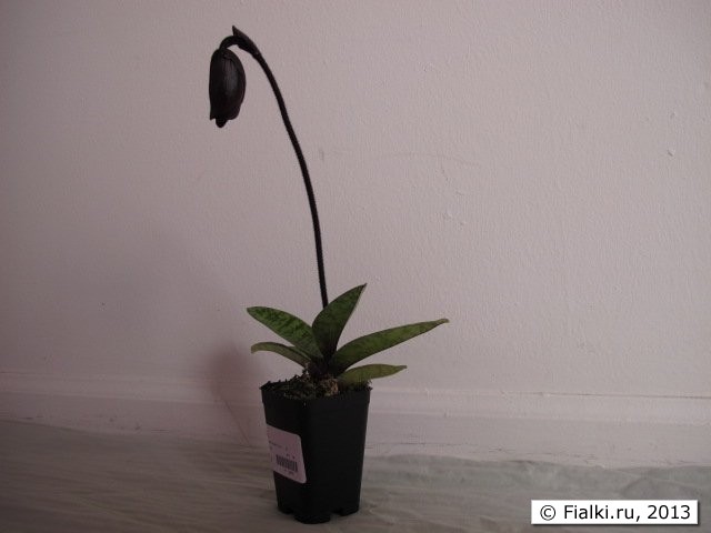orchid