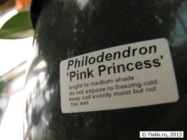 Pink Princess