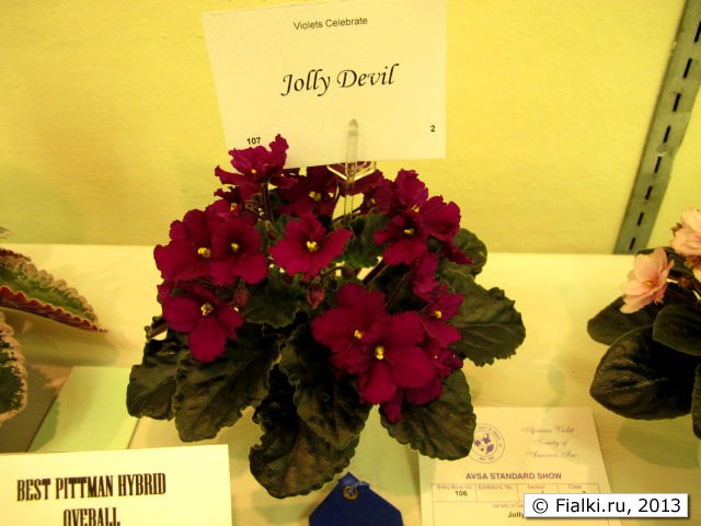 plant