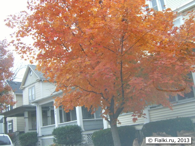 yellow tree