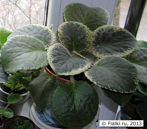 Buckeye Colossal