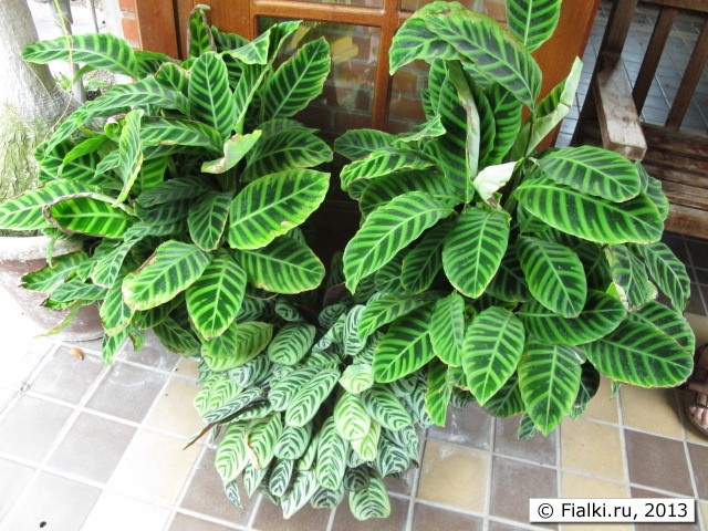 maranta
