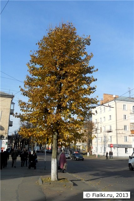 осенняя липа