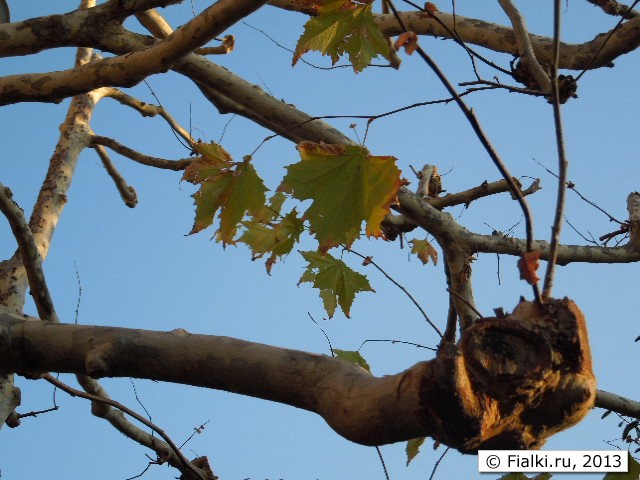 tree