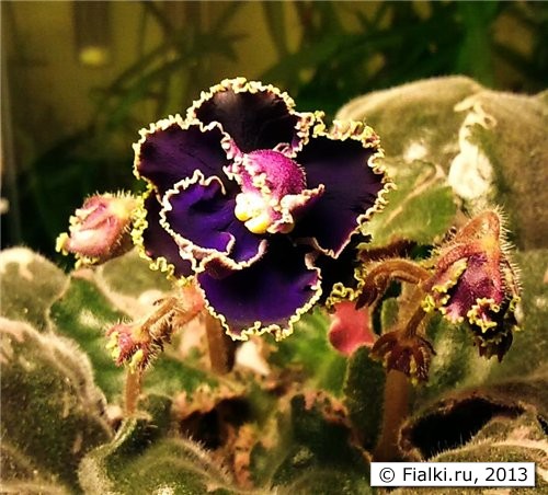 Deadly Sting (Sorano