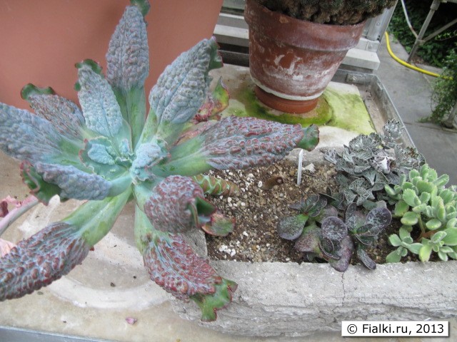 greenhouse