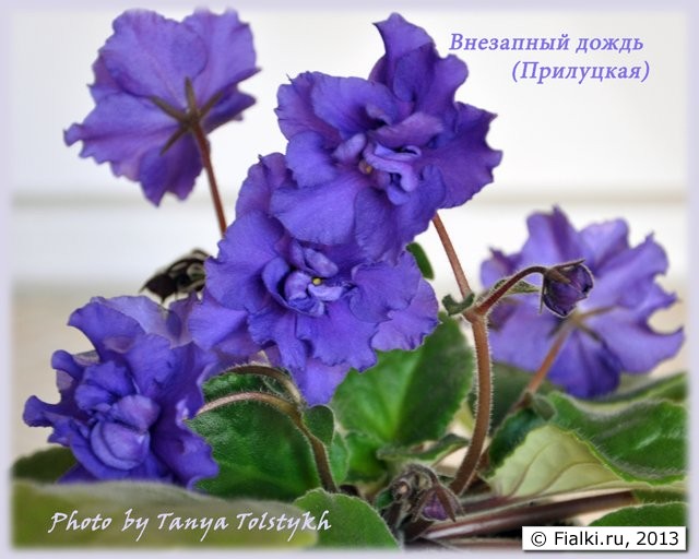 Крупные сиренево-голубые цветы с фиолетовым фентэзи