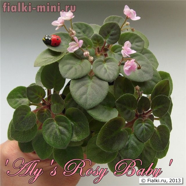 'Aly's Rosy Baby' 