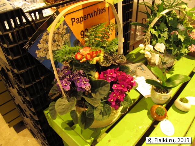 plants
