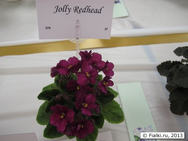 plant