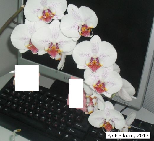Орхидея фаленопсис белый с фиолетовыми пятнышками