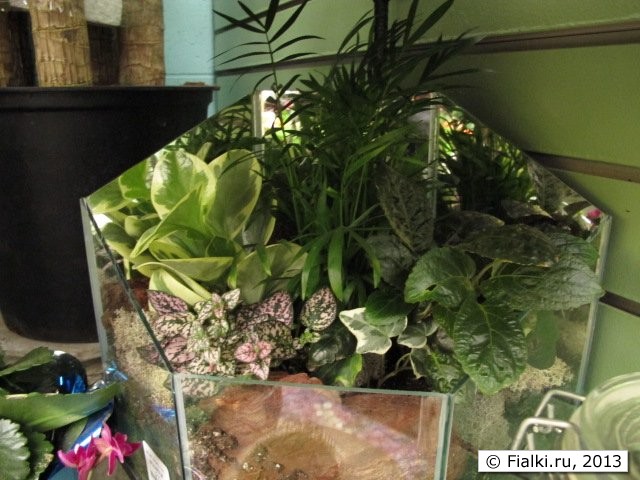 plants