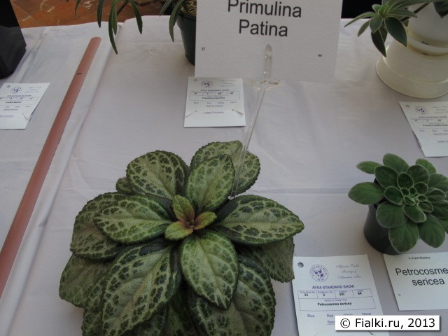 primulina