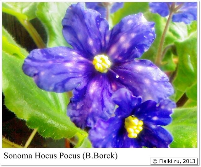 Sonoma Hocus Pocus фиалка