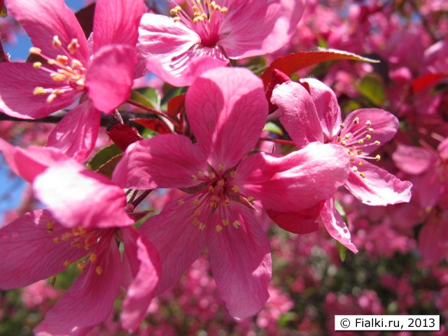 flowers