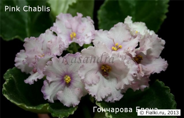Pink Chablis