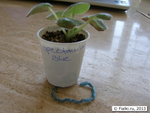 small plant