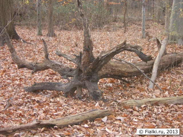 dry tree