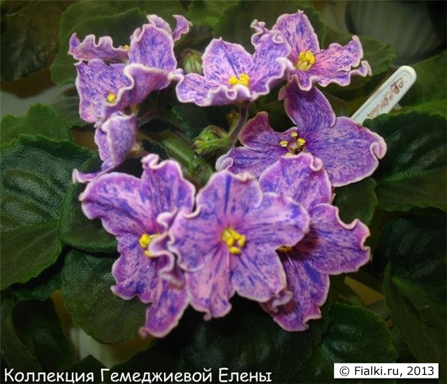ЕК Северное сияние