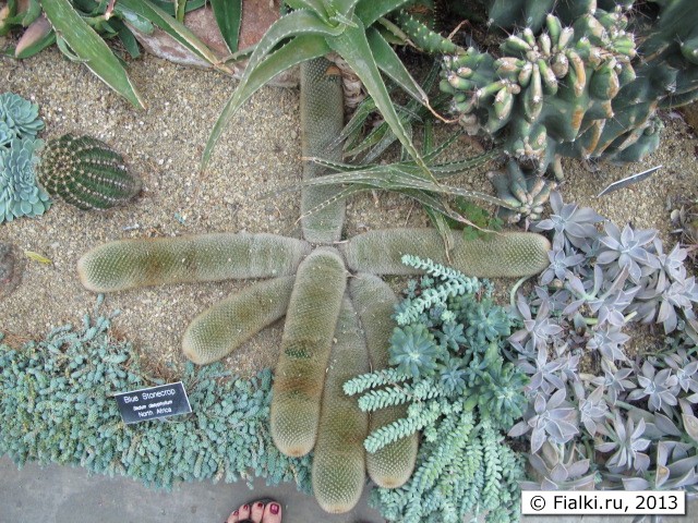 plant
