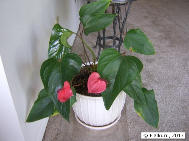 flamingo flower