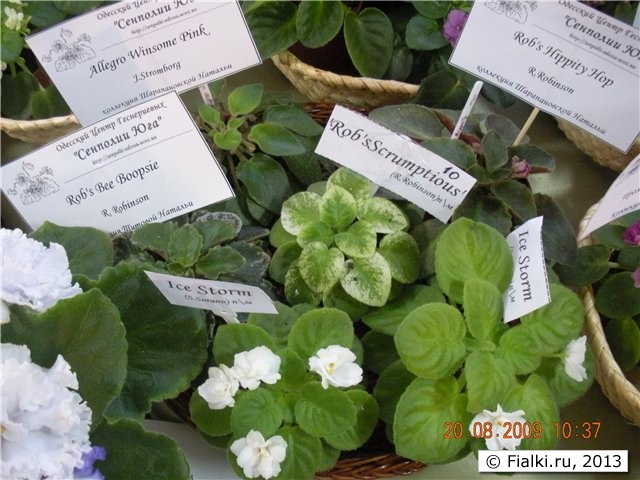 Выставка "Золоты Ручки 2010"