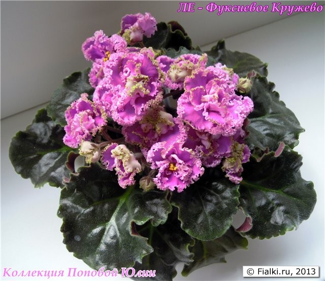 ЛЕ - Фуксиевое Кружево