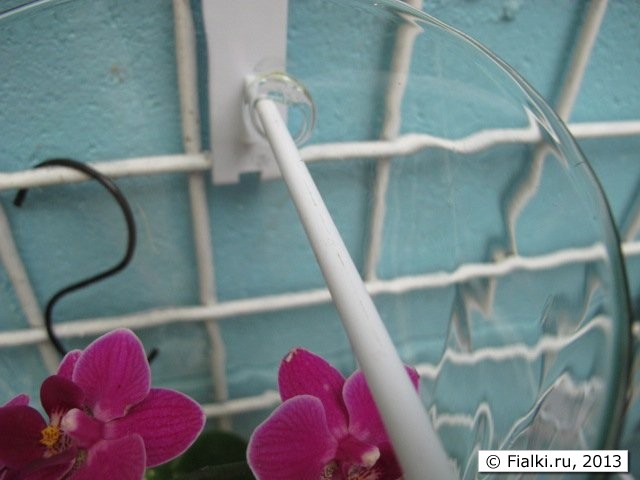 orchid on the wall