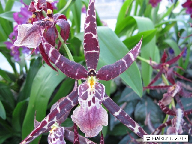 orchid