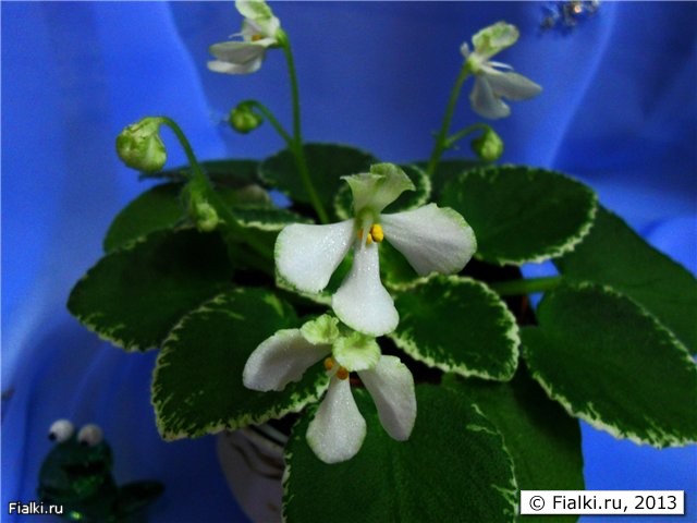 бело-лимонные осы с салатовыми ушками, листья простые, окаймляющая пестролистность, полумини