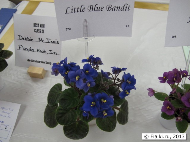 plant