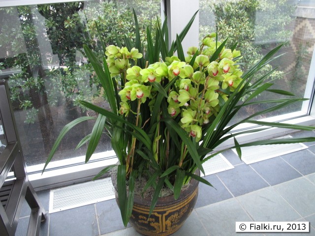 orchid
