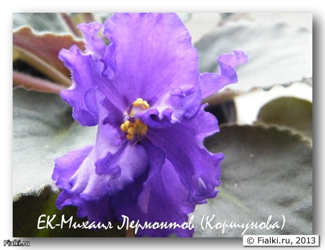 ЕК-Михаил Лермонтов (Коршунова)