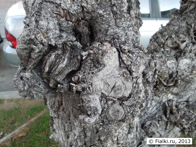 коряга