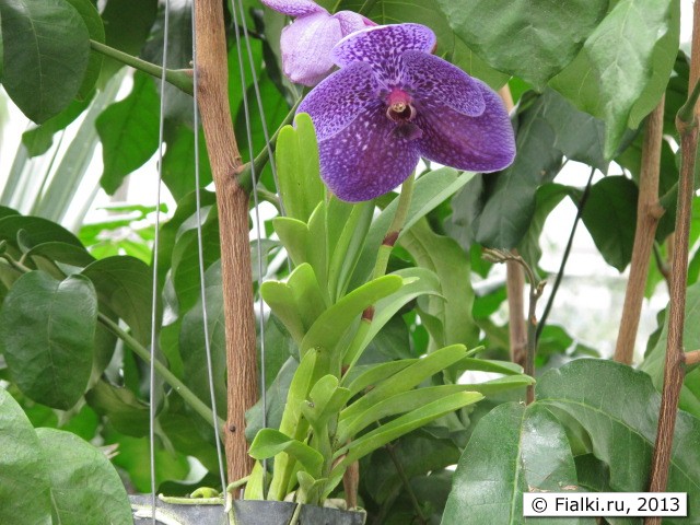 orchid